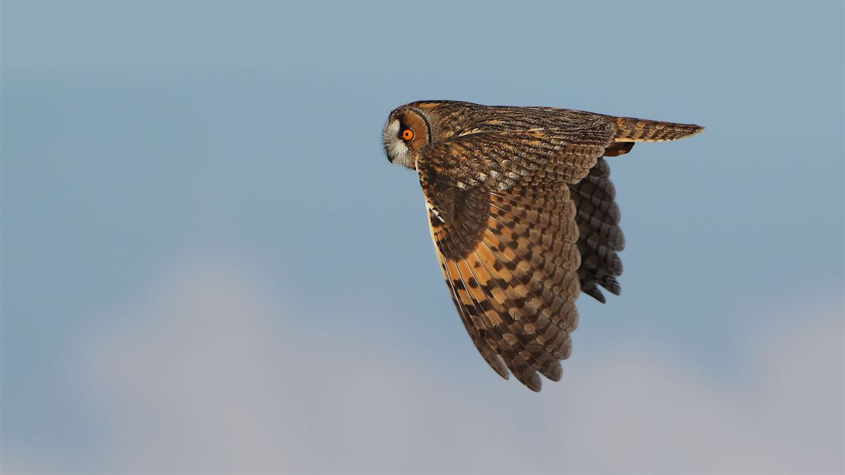 Long-eared Owl