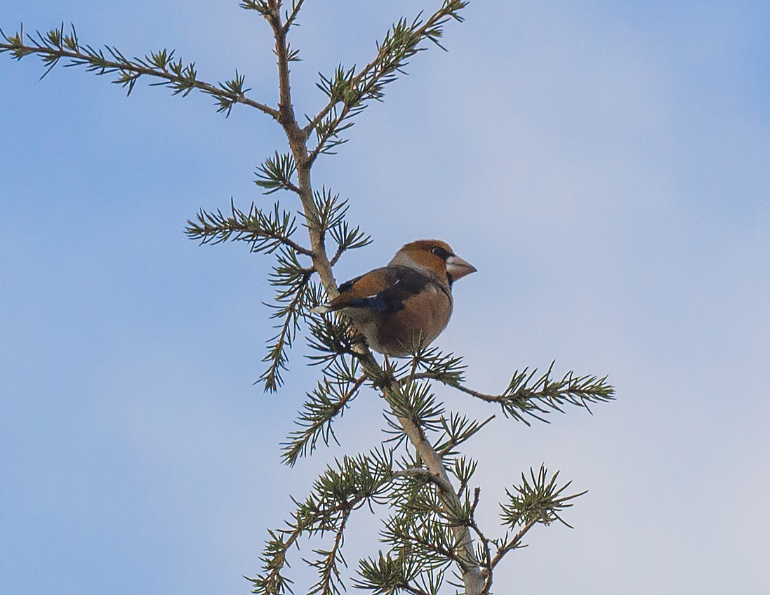 Hawfinch