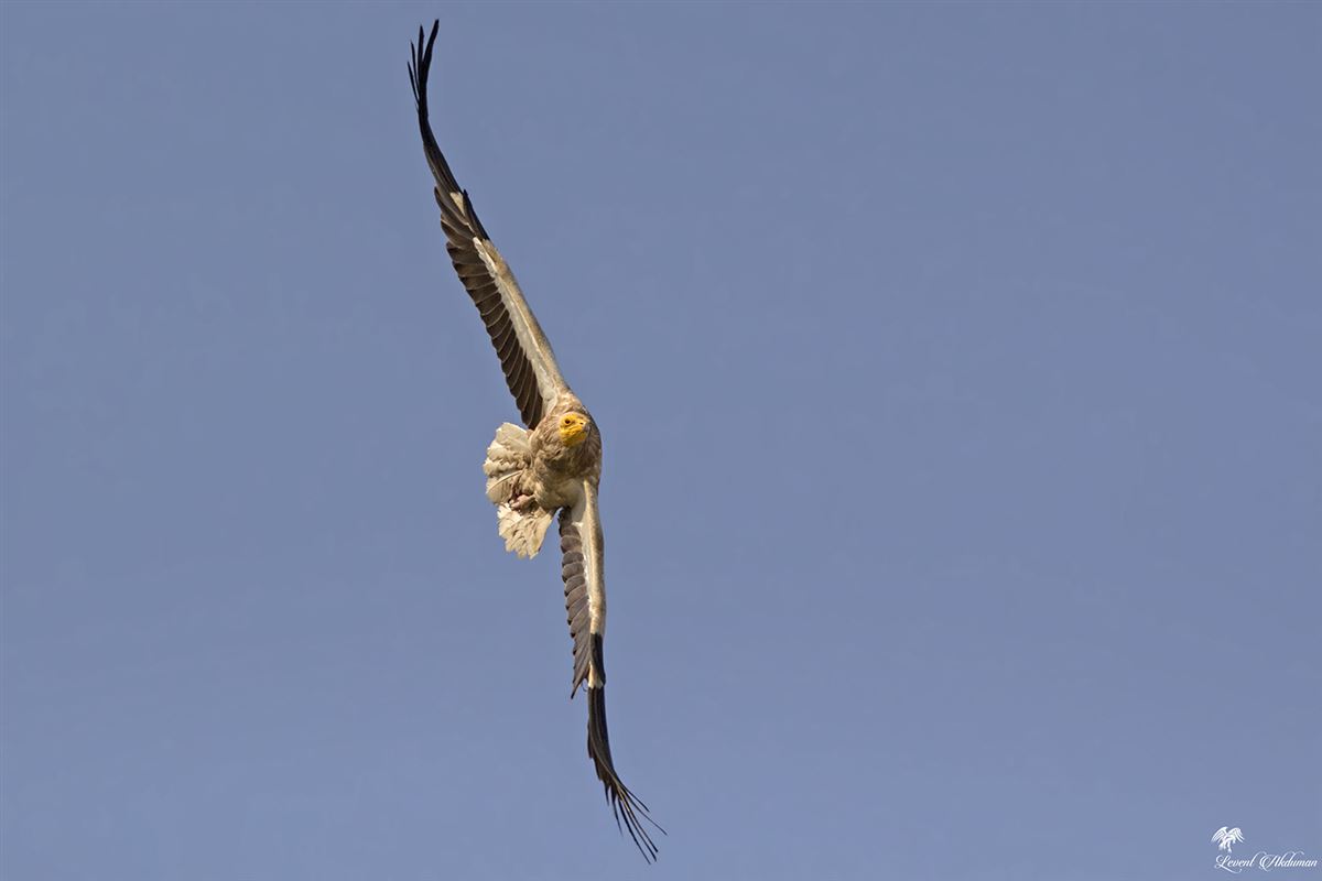 Egyptian Vulture