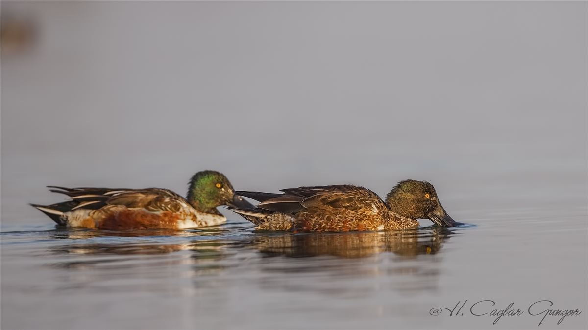Northern Shoveler