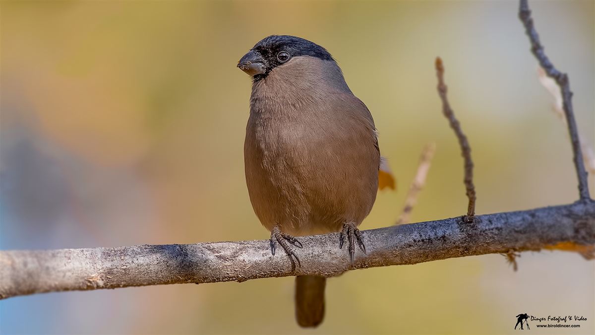 Eurasian Bullfinch