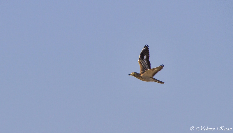 Eurasian Stone-curlew