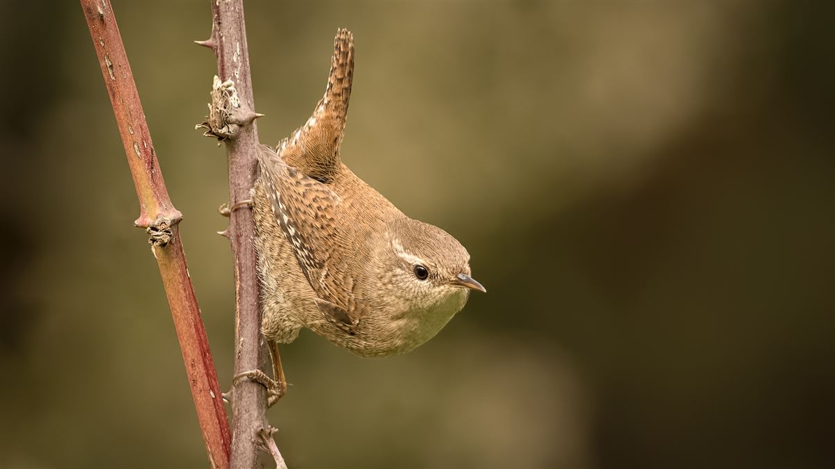 Eurasian Wren