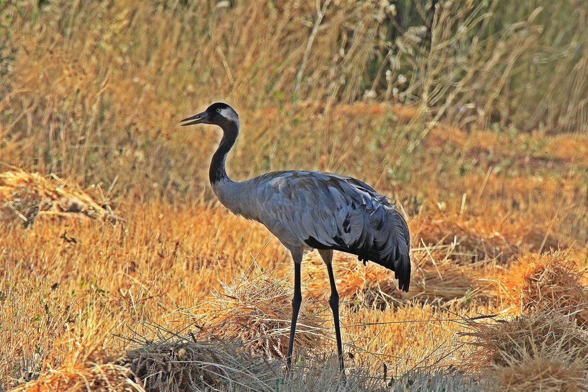 Common Crane