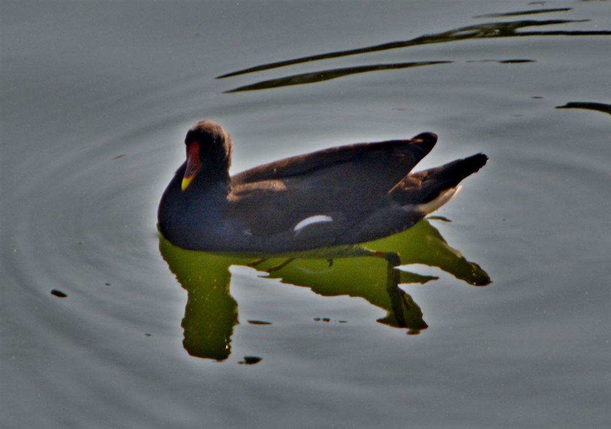 Common Moorhen