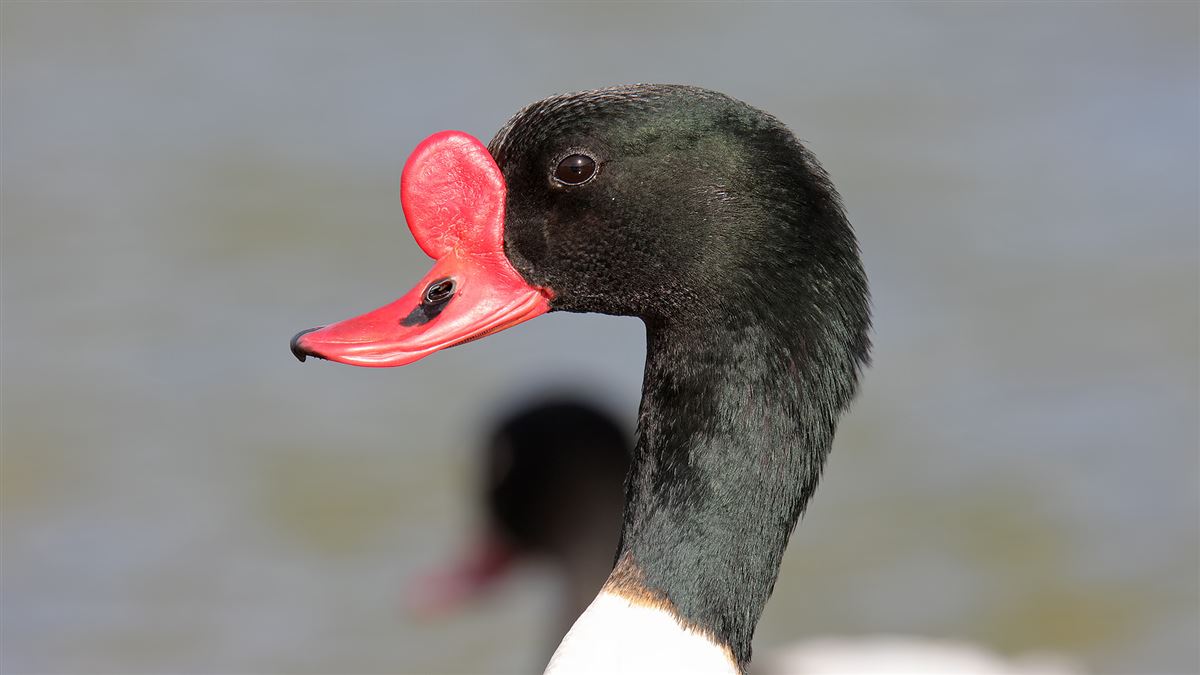 Common Shelduck