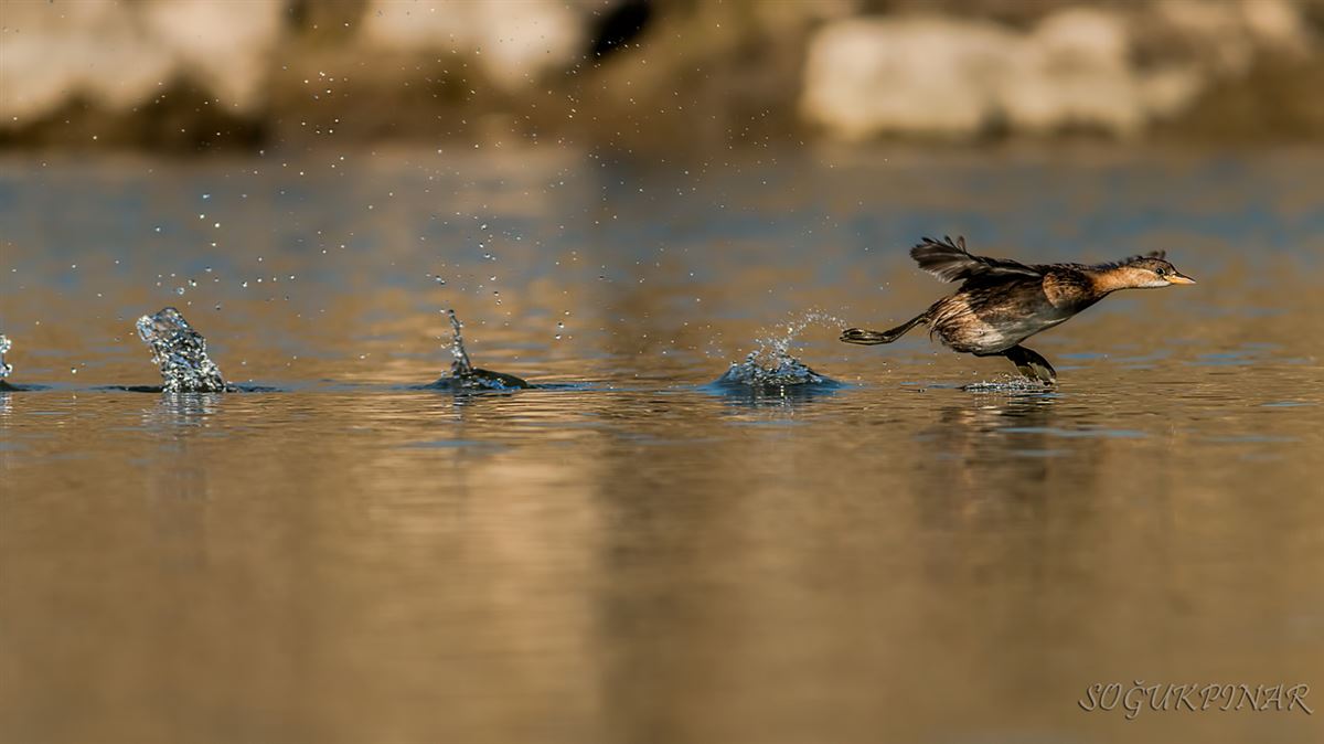 Little Grebe