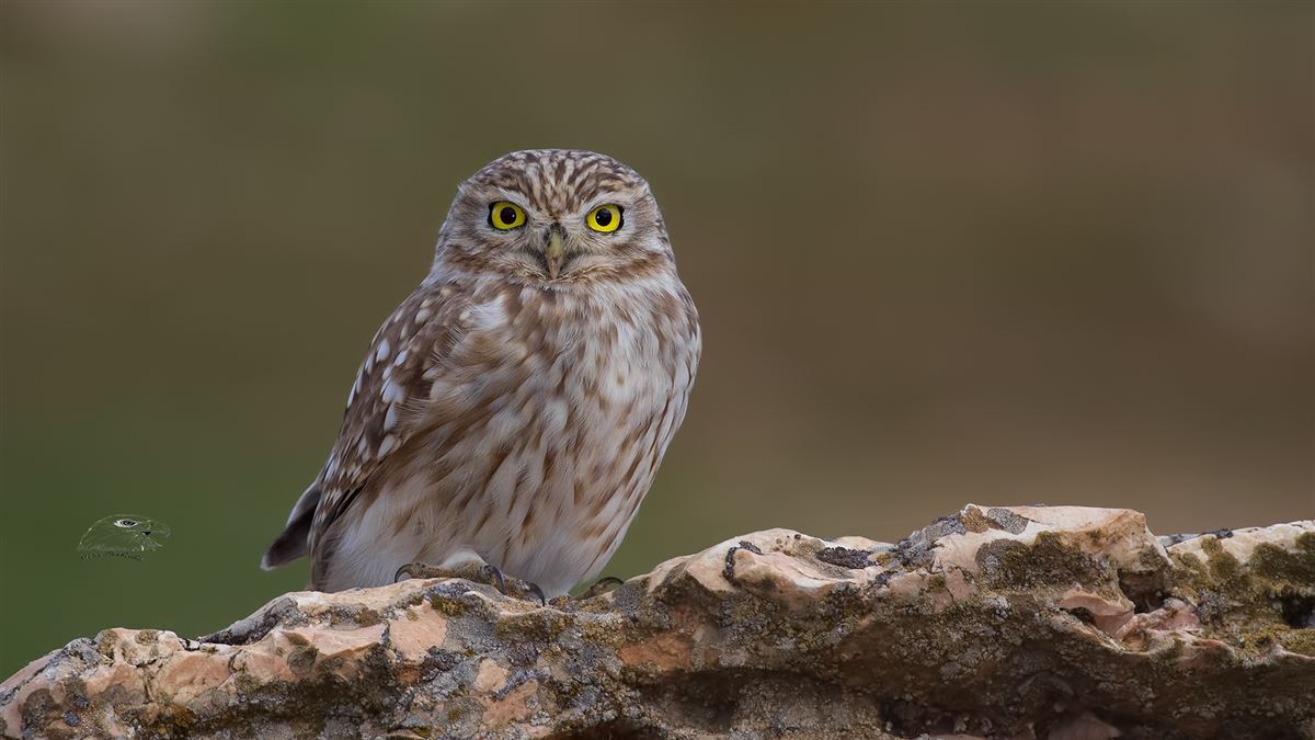 Little Owl