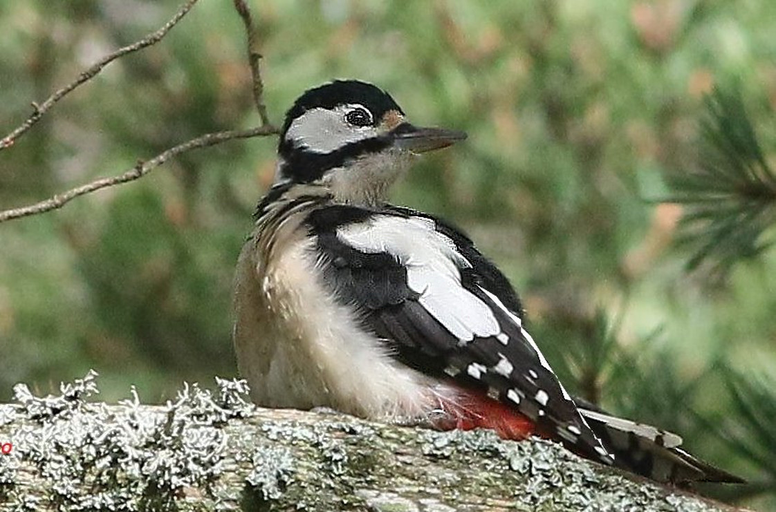 Great Spotted Woodpecker