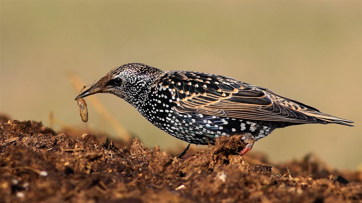 Common Starling