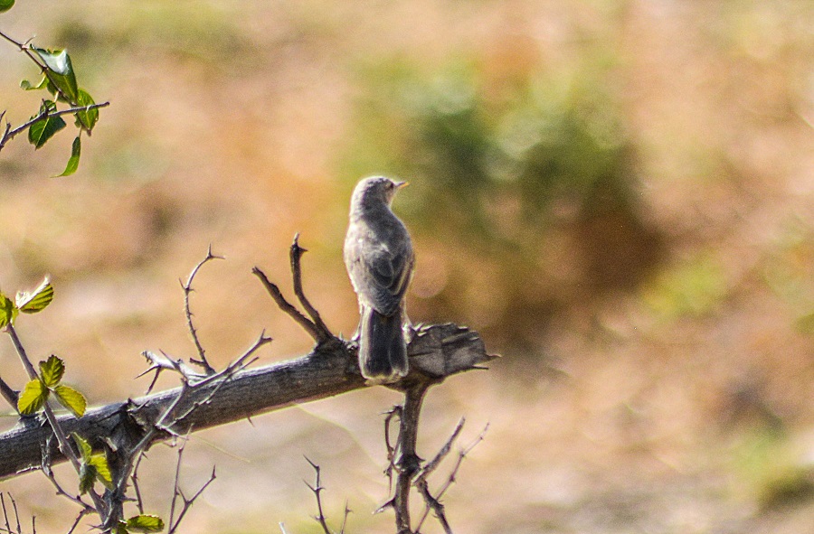 Upcher`s Warbler