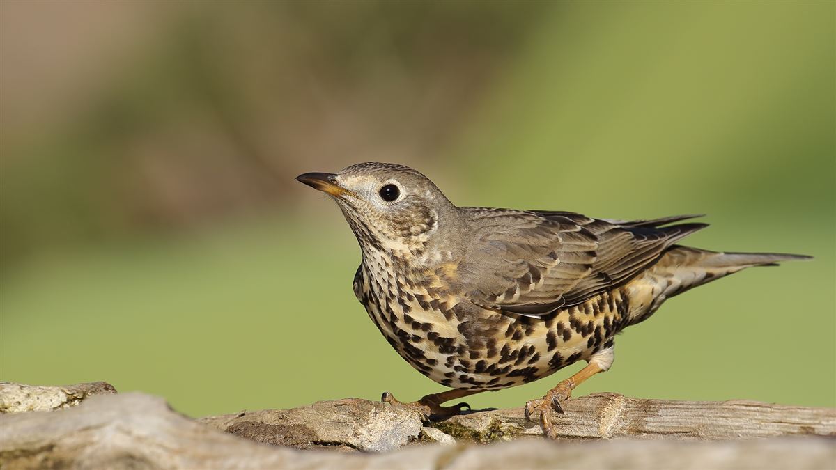 Mistle Thrush