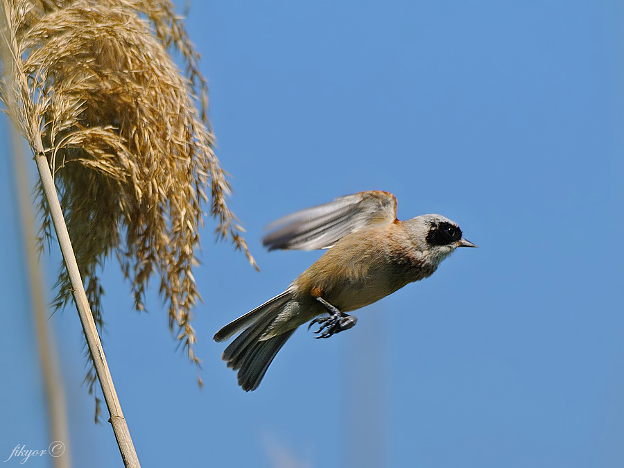 Eurasian Penduline Tit