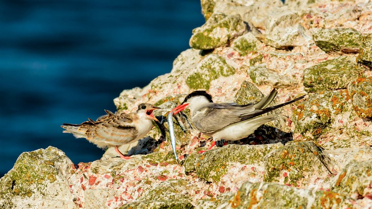 Common Tern
