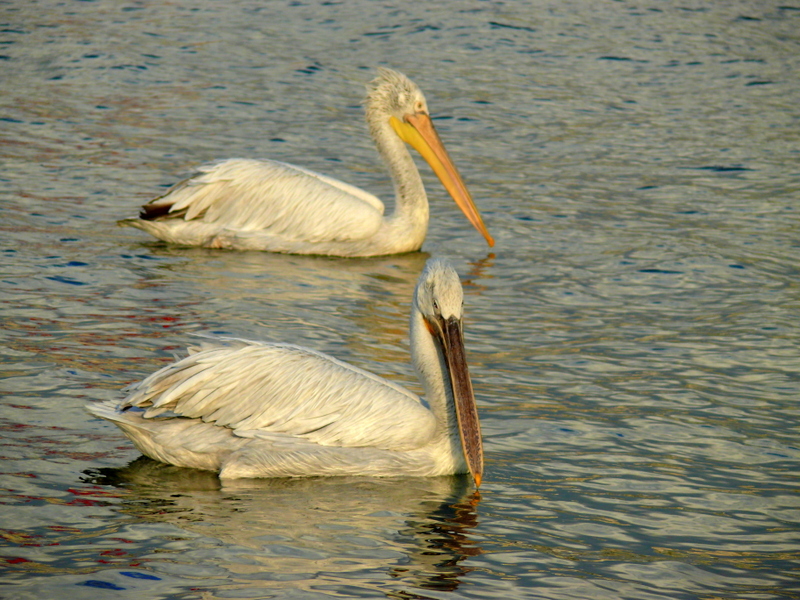 Dalmatian Pelican