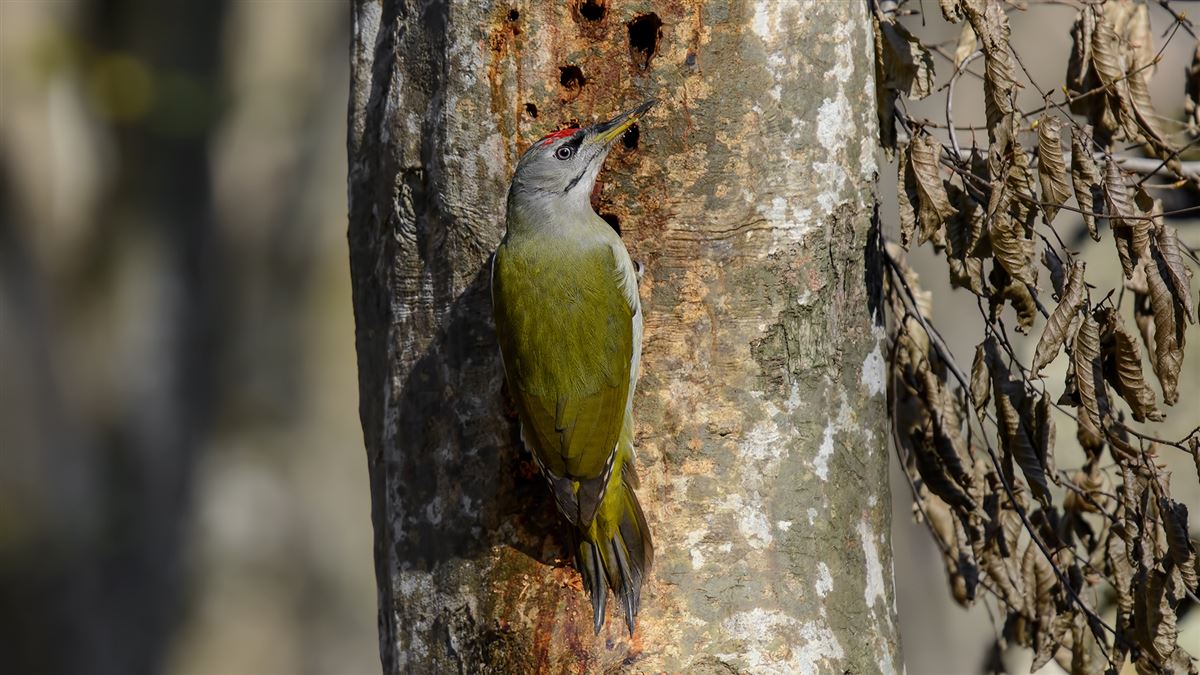 Grey-headed Woodpecker