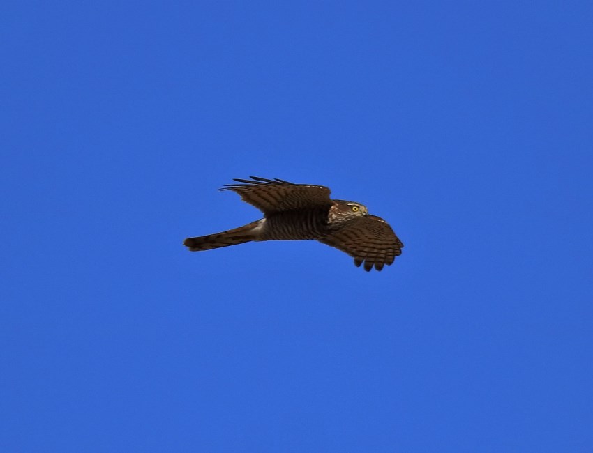 Eurasian Sparrowhawk