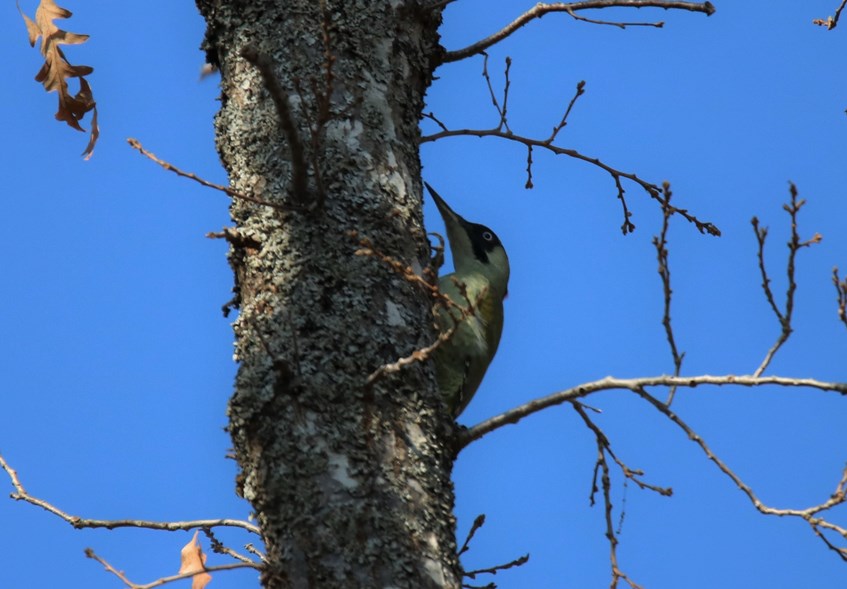 European Green Woodpecker