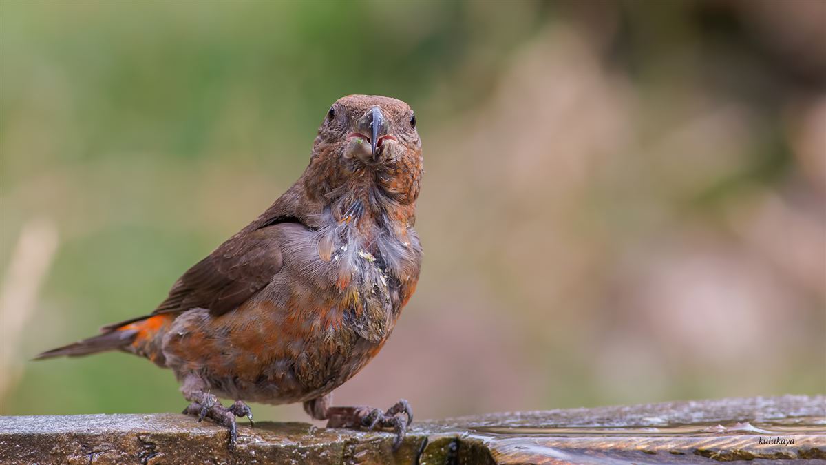 Red Crossbill