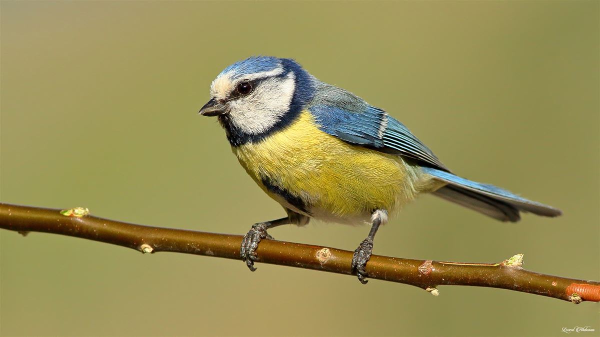 Eurasian Blue Tit