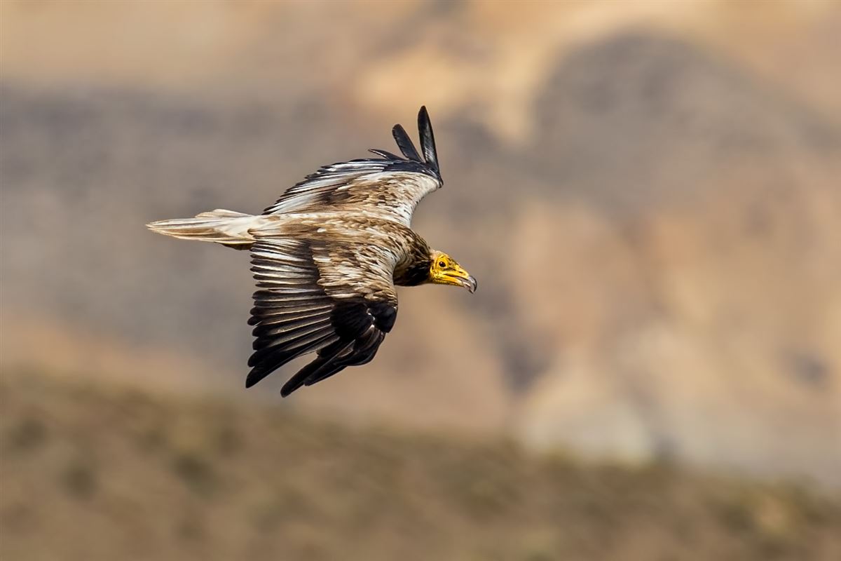 Egyptian Vulture