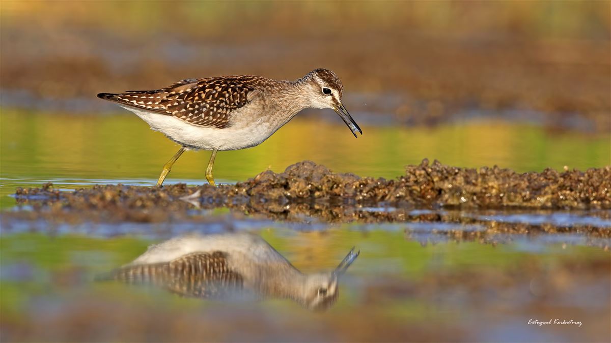 Wood Sandpiper