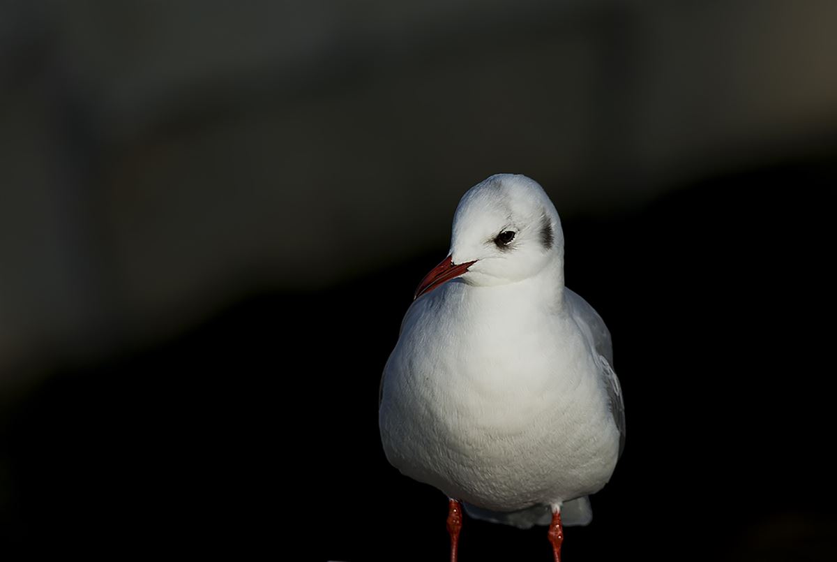 Black-headed Gull