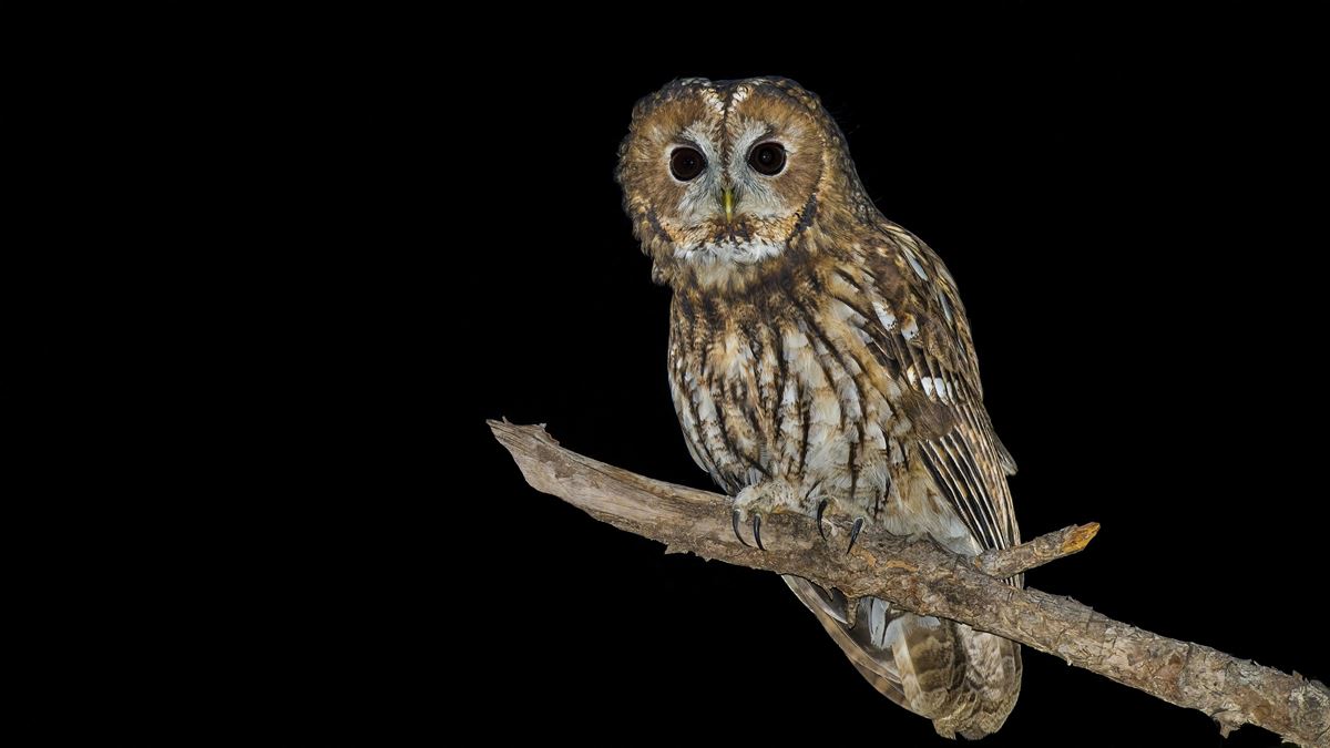 Tawny Owl
