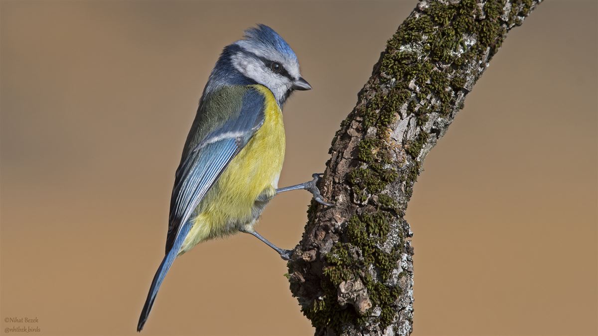 Eurasian Blue Tit