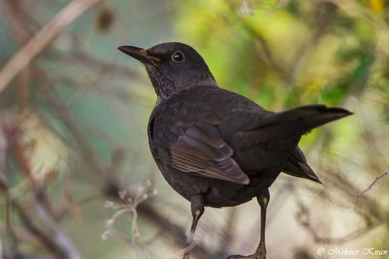 Common Blackbird
