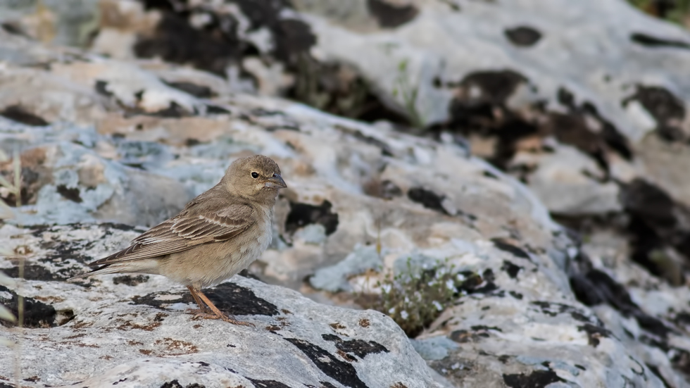Pale Rockfinch
