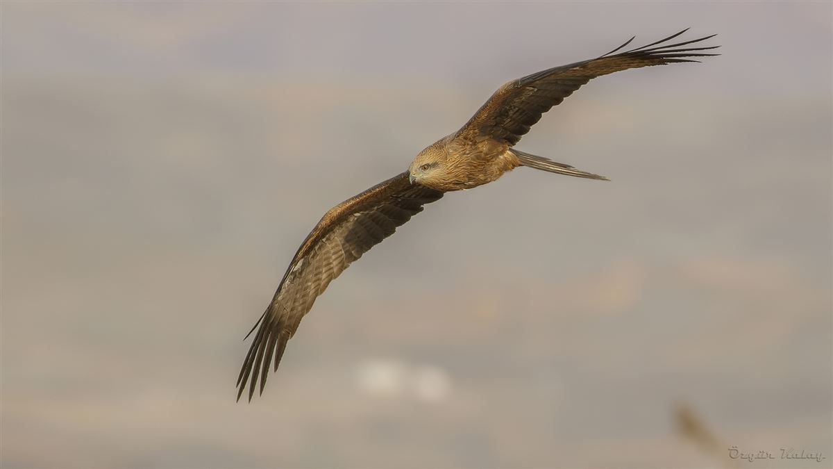 Black Kite