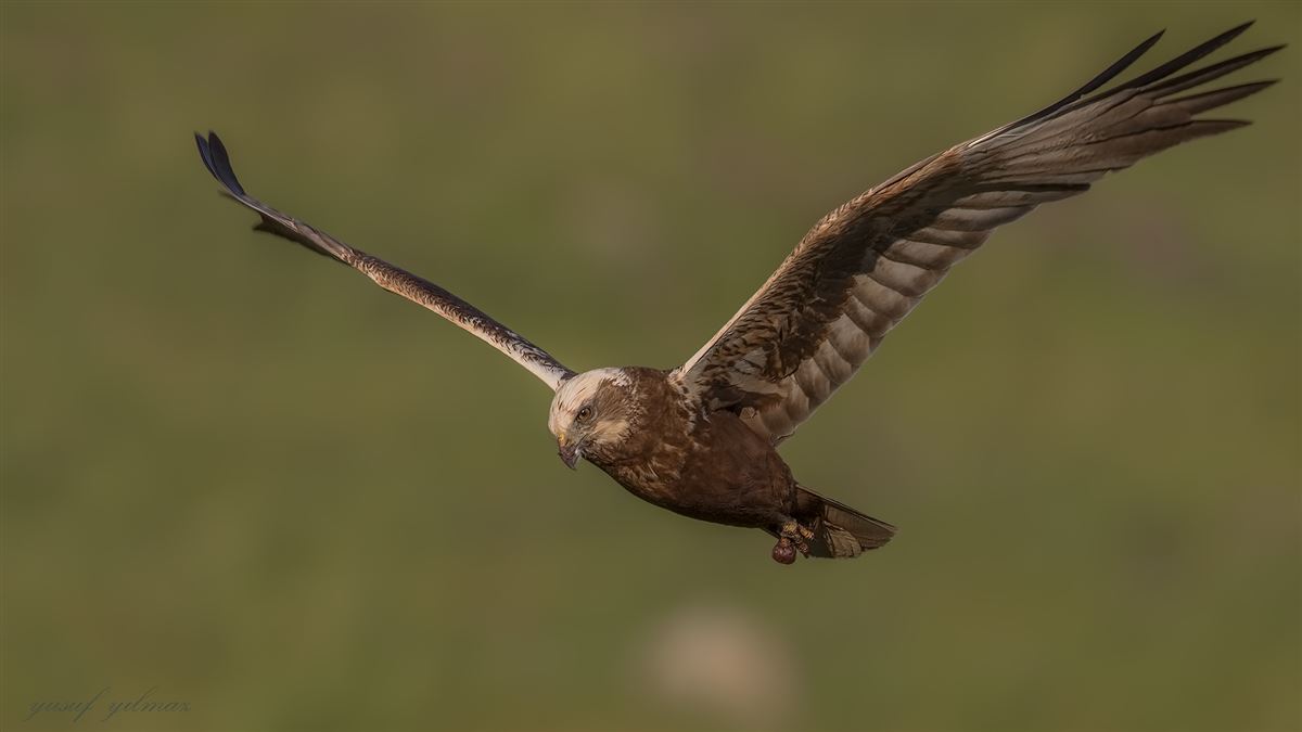 Western Marsh Harrier