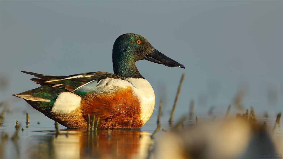 Northern Shoveler