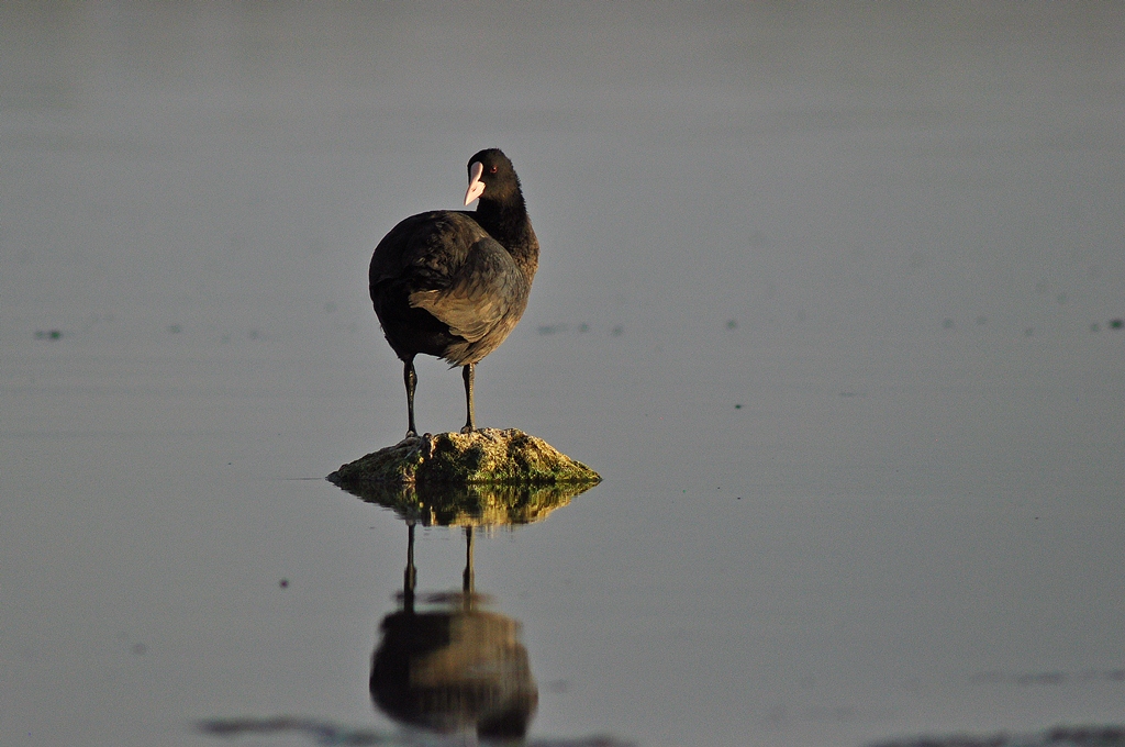 Eurasian Coot