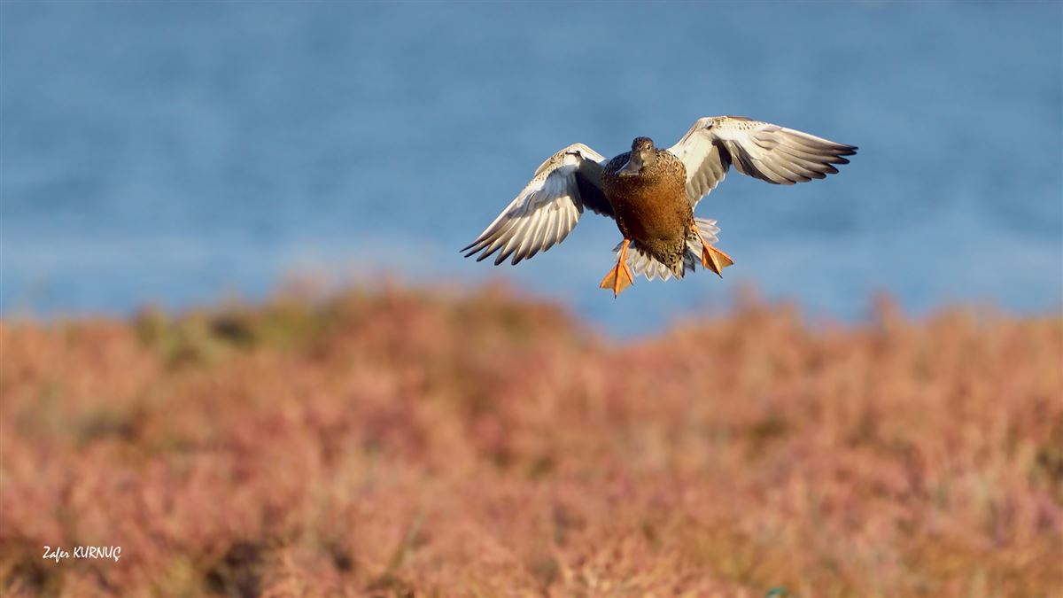 Northern Shoveler