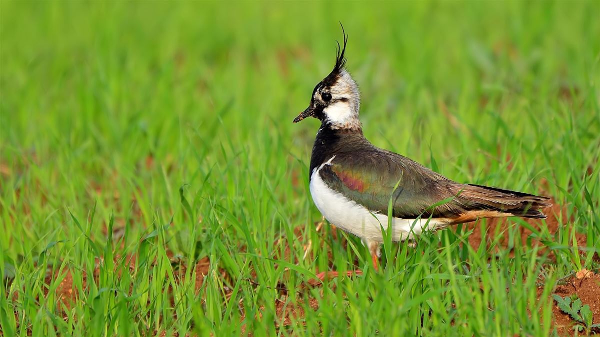 Northern Lapwing
