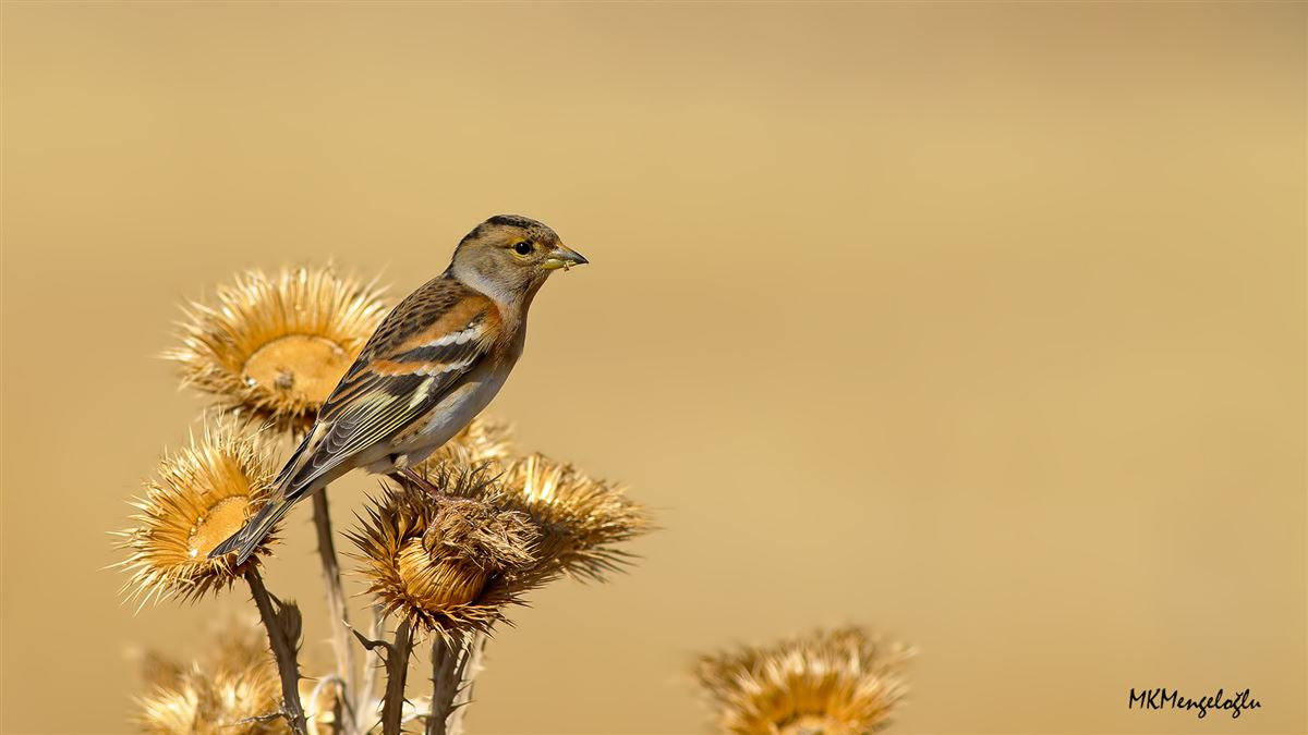 Brambling