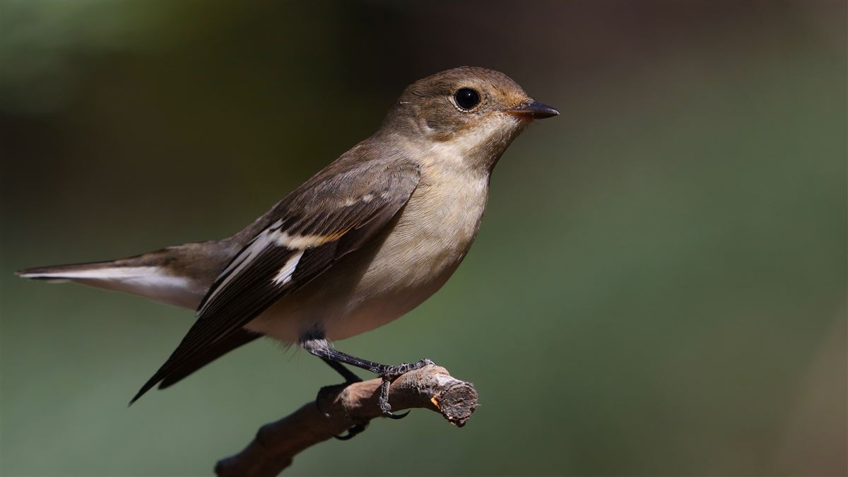 Semicollared Flycatcher
