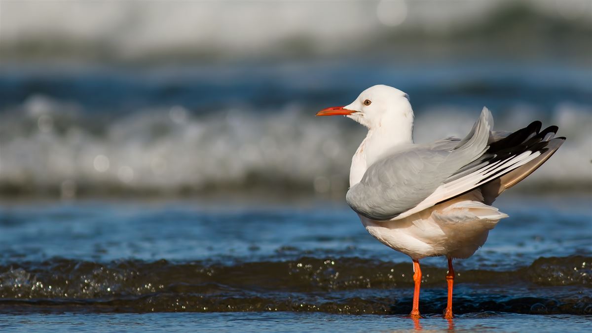 Slender-billed Gull