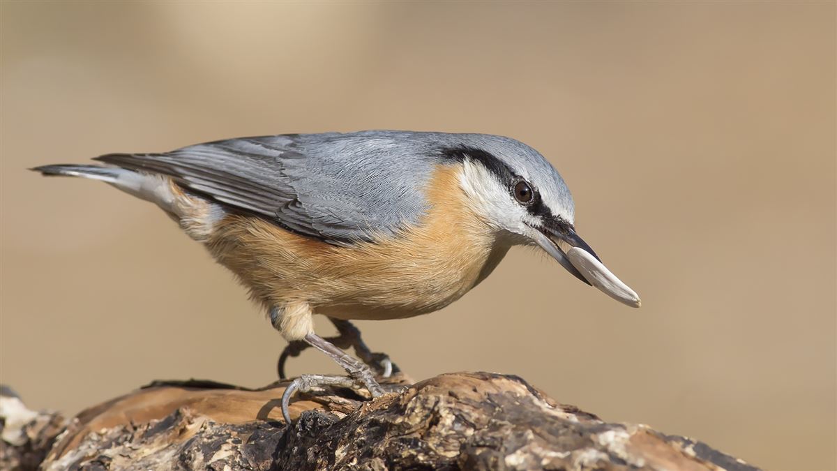 Eurasian Nuthatch