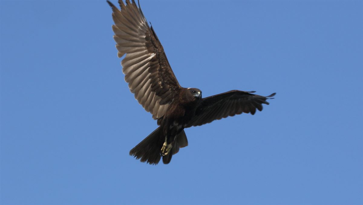 Western Marsh Harrier