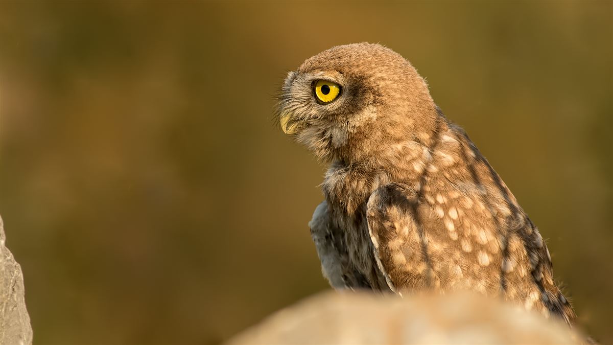 Little Owl
