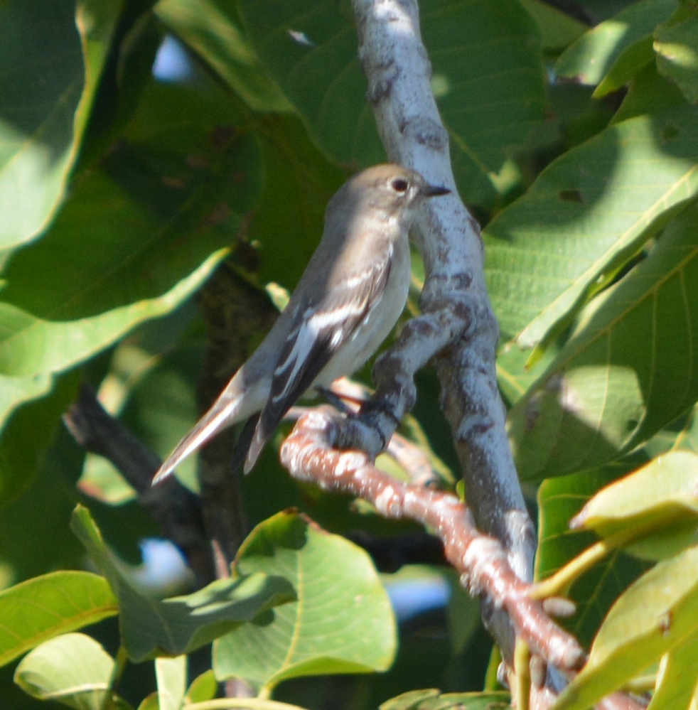 Semicollared Flycatcher