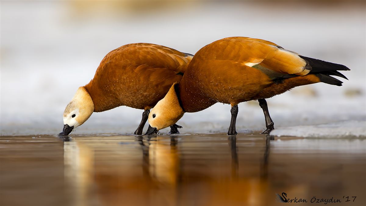 Ruddy Shelduck