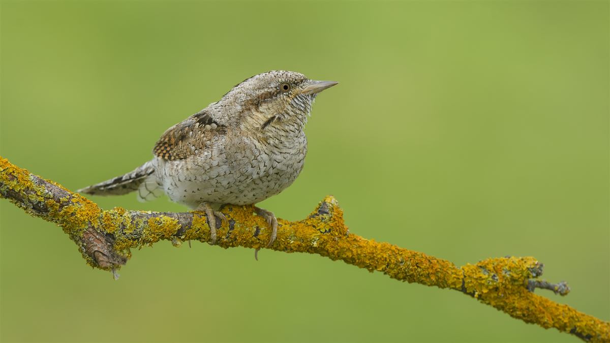 Eurasian Wryneck