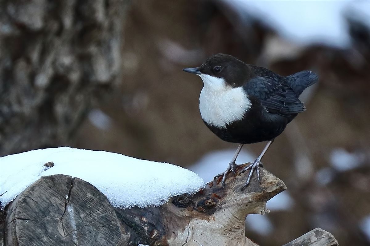 White-throated Dipper
