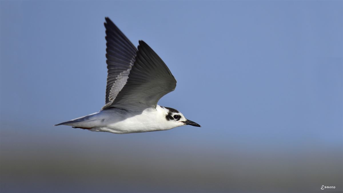 White-winged Tern