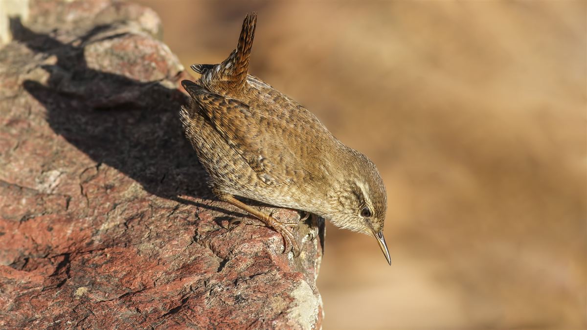 Eurasian Wren