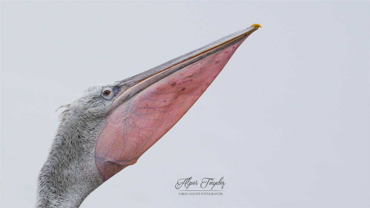 Dalmatian Pelican